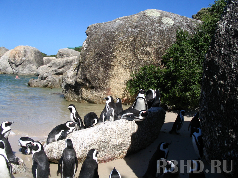 Пингвины в Кейптауне